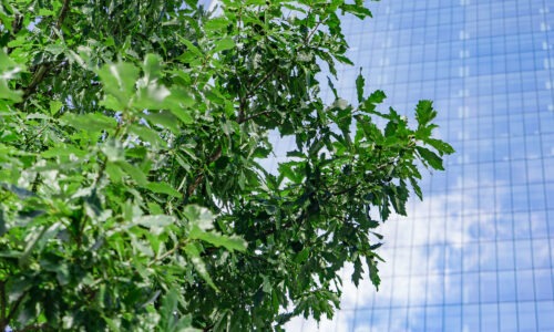 An up close view of a tree and it's leaves with a office block in the background and it's side is completely made of windows.