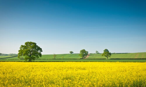 A bright field filled with yellow flowers, trees in the distance and blue skies
