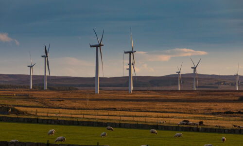 A wind farm with sheep grazing on a nearby field.