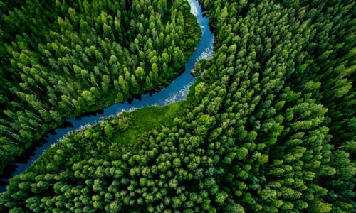 A birds eye view of a forest, lots of green trees, with a river running through the middle.